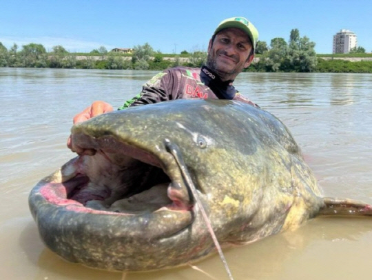 레산드로 비안카르디(44)가 잡은 길이 285㎝의 초대형 메기.   [인스타그램]